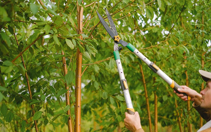 Tree trimming in Orange City, IA