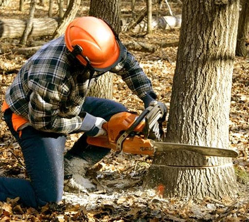 Tree Removal in Orange City, IA